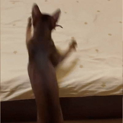 Toddln® flapping Bird Cat Toy