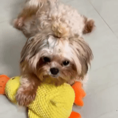 Hunde-Sprühmassagekamm 3 in 1 wiederaufladbar