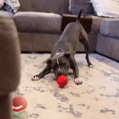 Toddln® Ai Powered Smart Dog Ball