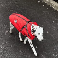 Toddln® 3 in 1 Winter Jacket