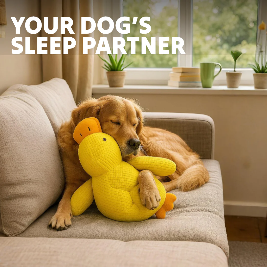 Hunde-Sprühmassagekamm 3 in 1 wiederaufladbar