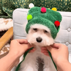 Hunde-Sprühmassagekamm 3 in 1 wiederaufladbar